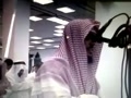 وديع يمنى تقليد از هانى رفاعى