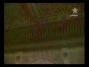 سوره بقره ۱۶/۱۵