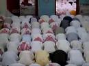 مشعل مطر - علق تا تكاثر