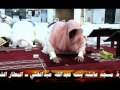 عيسى حسين -۲\۵