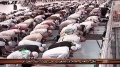 اواخر ذاريات و قمر