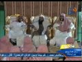 عبدالولى اركانى